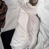 Кошка Сатин 3