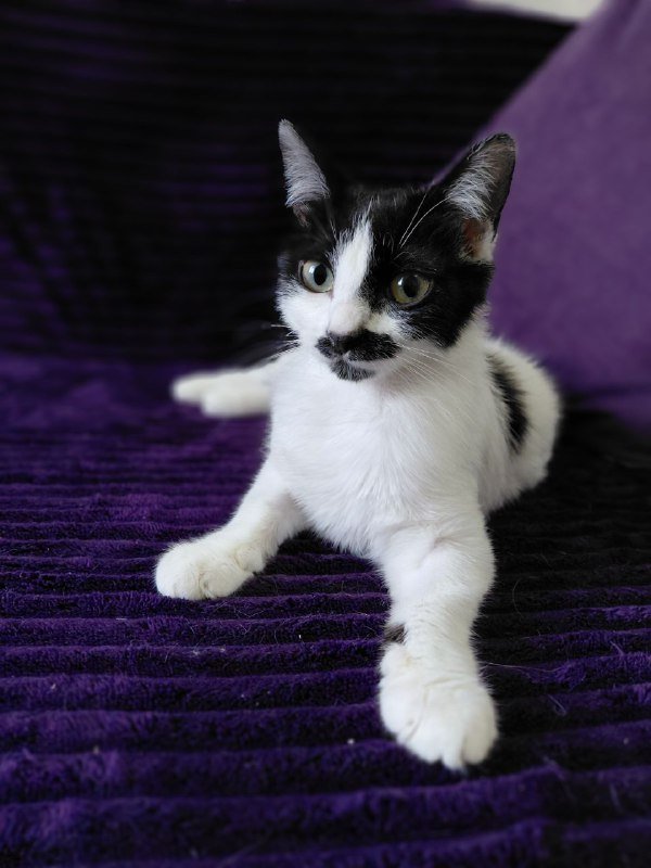 котенок Буся в добрые руки