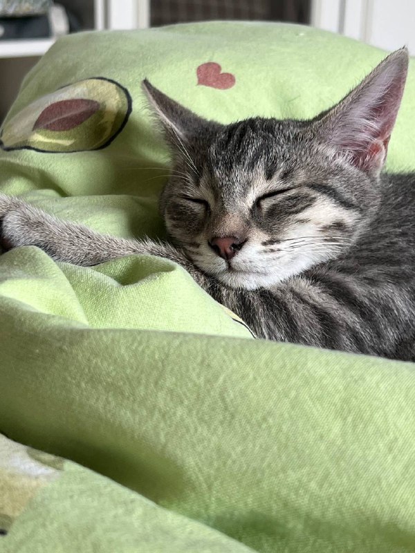 Кошка Соня ищет дом 2
