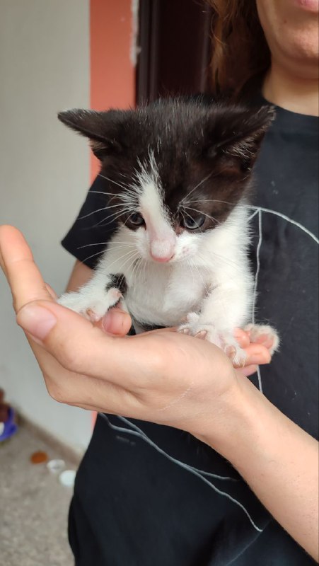 Котенок 4