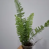 Комнатные растения 7