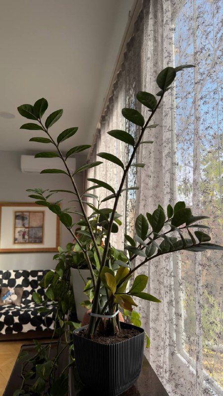 Комнатные растения в горшках, 5 штук 4