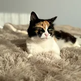 Кошка Элис 4