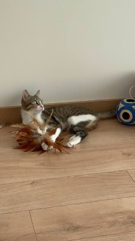 Кошечка Ариана ищет дом 3