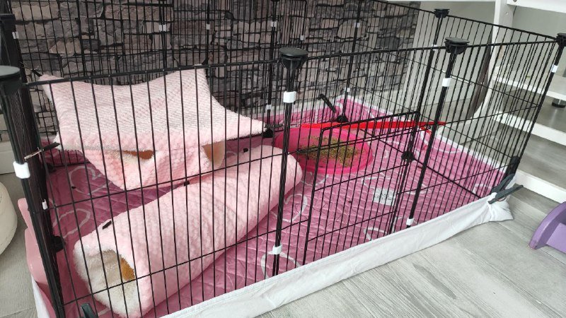 Вольер с морской свинкой и аксессуарами 2