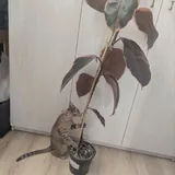 Фикус бэйлиз 5