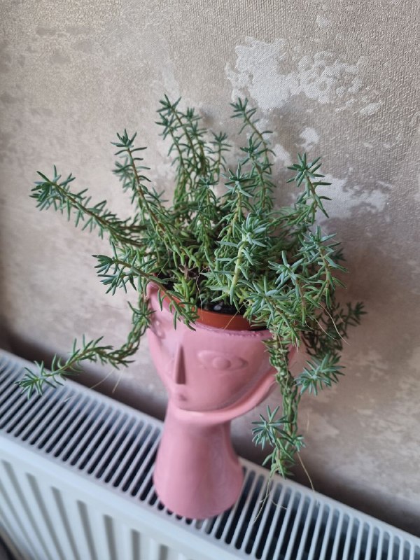 Очиток отогнутый в горшочке 9,5 см 4