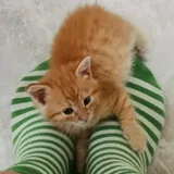 Котёнок-мальчик в добрые руки 2