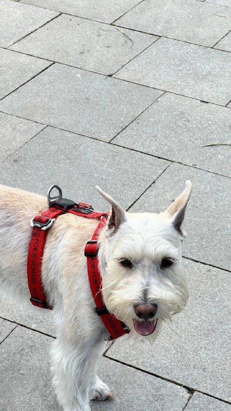 Анатомическая шлейка для собак Staya размер M 5