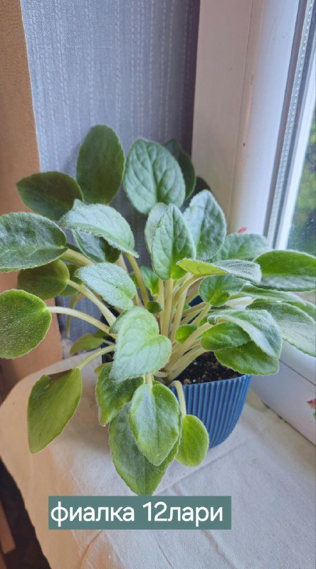 Книги и домашние растения 8