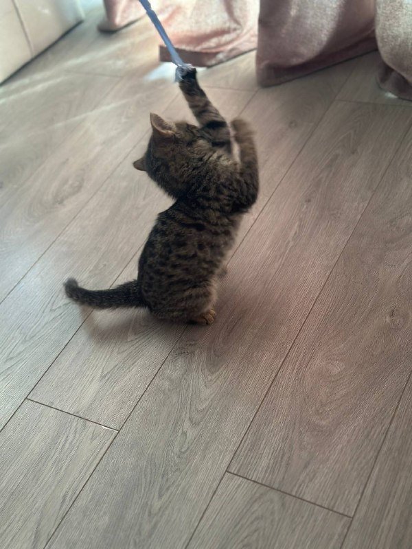 2-месячный котенок девочка Тигра