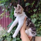 Котёнок Космо 4