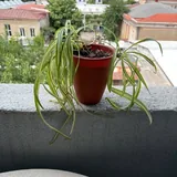 Ночник панда, игрушки, колонка JBL, сумочка, подушка, ваза, хлорофитум, плед, наклейки 8