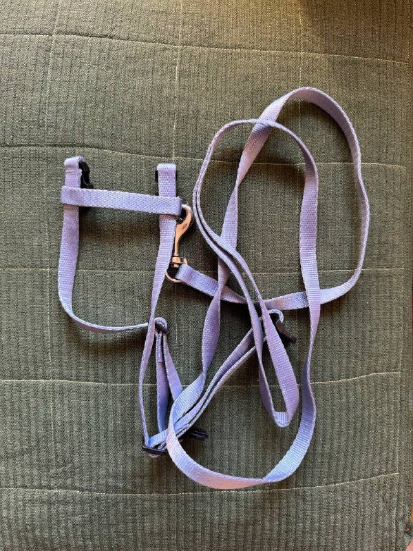 Лоток, когтеточка, шлейка с поводком для кошки/собаки 2