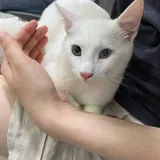 Котёнок Шмупсик 4