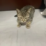 Кошечка 3