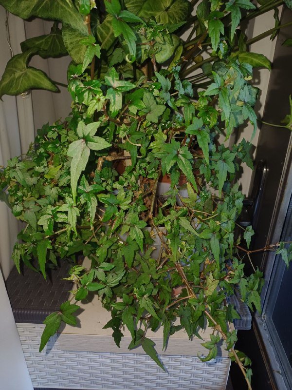 бегония мелколистная