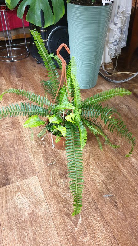 Папоротник 1