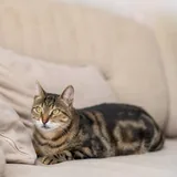Сэра, кошка 4