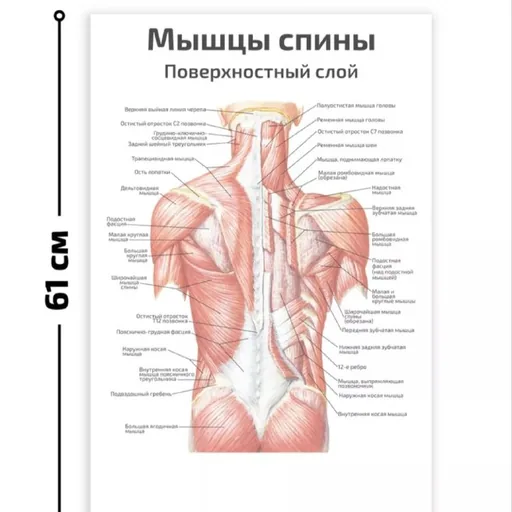 Настенные плакаты анатомии