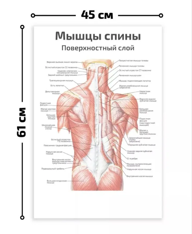 Настенные плакаты анатомии 1
