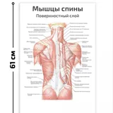 Настенные плакаты анатомии 1