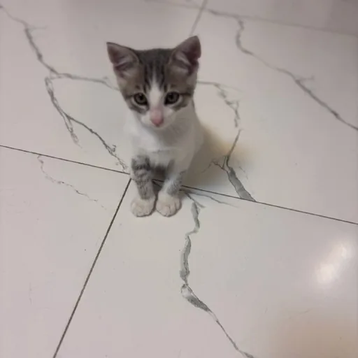 Котёнок