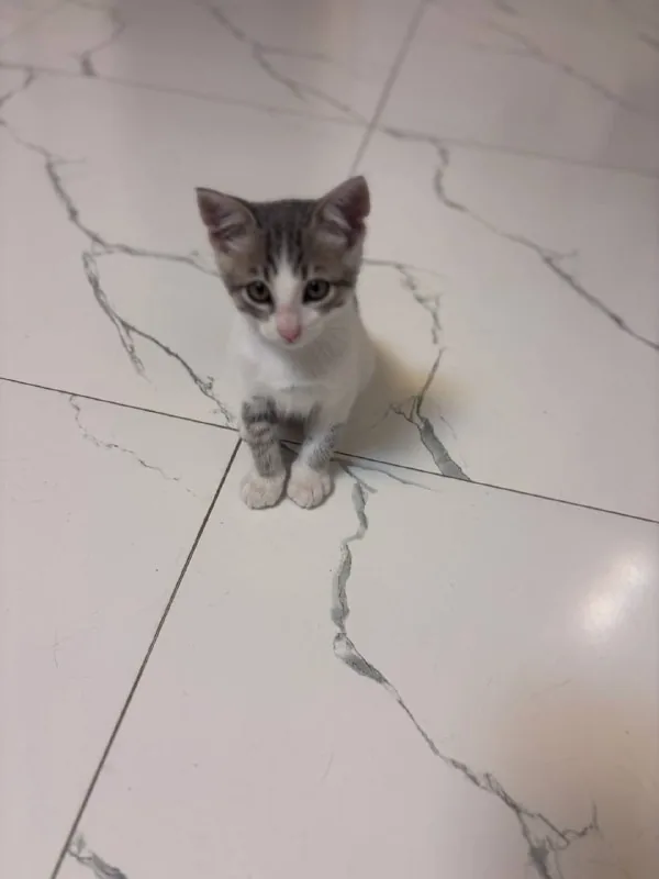 Котёнок 1