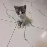Котёнок 1