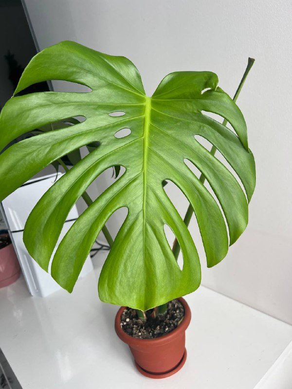 Комнатные растения монстера