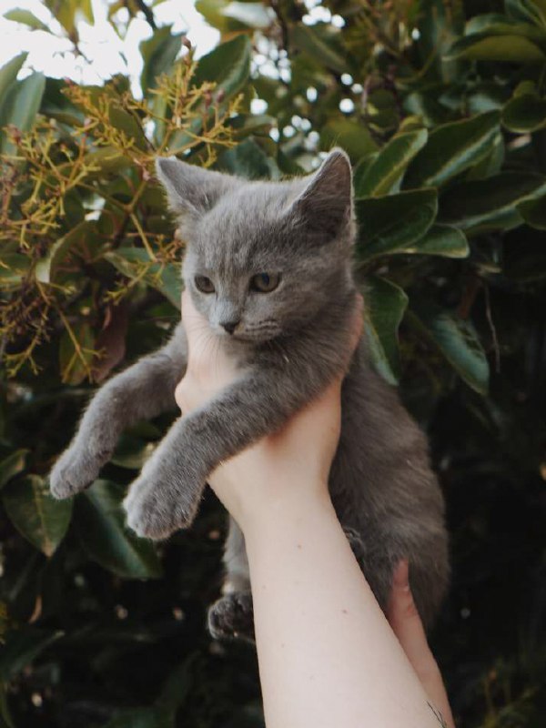котёнок Иви дымчатый мальчик для дома, около 3 месяцев 5