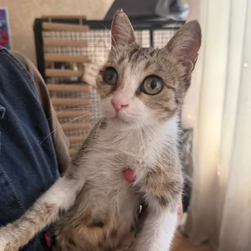 Кошечка ищет дом