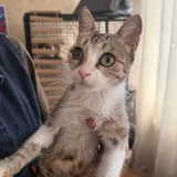 Кошечка ищет дом 1