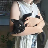 Котёнок 2