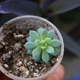 Суккуленты разных сортов 7