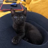Черный котенок Вуглик ищет семью 4