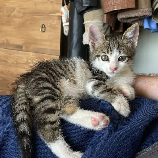 Котёнок