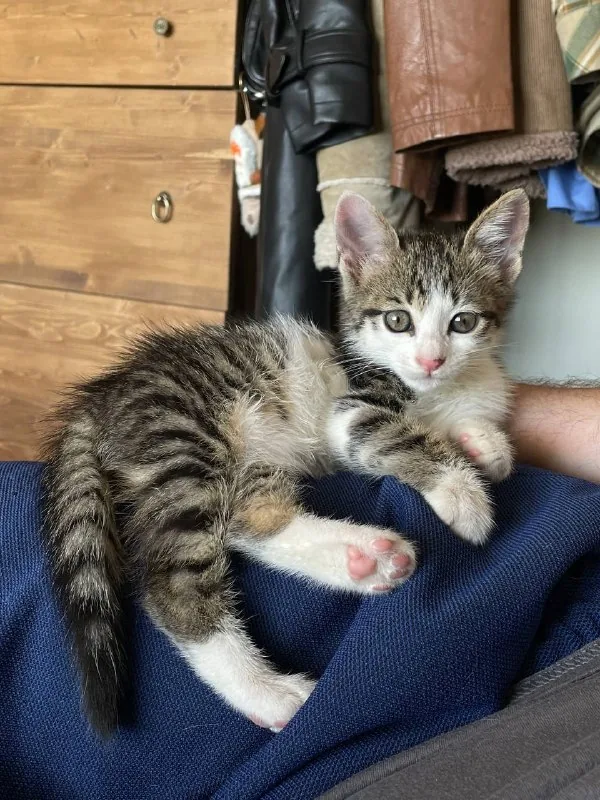 Котёнок 1