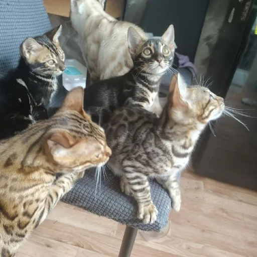 Бенгальские котята