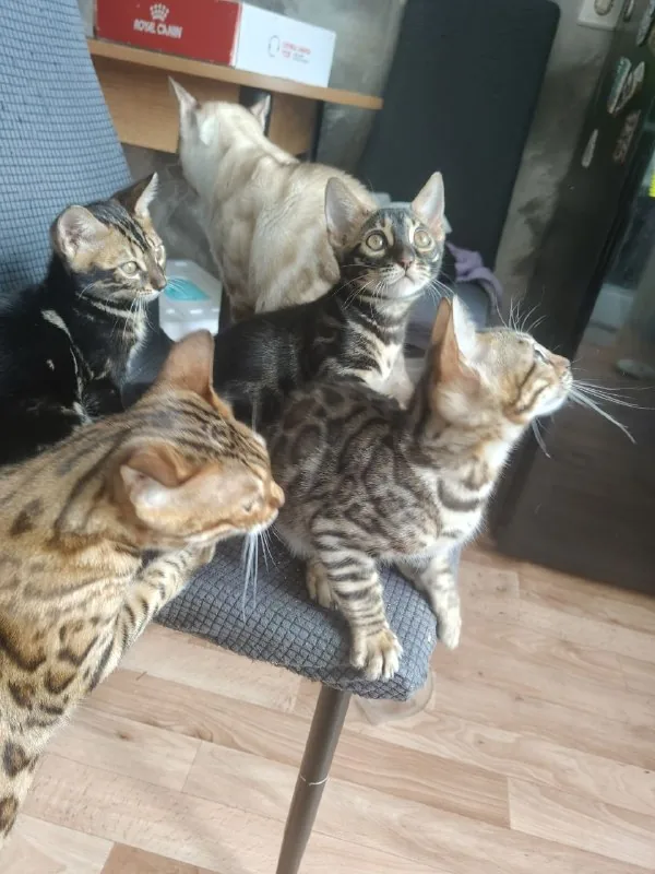 Бенгальские котята