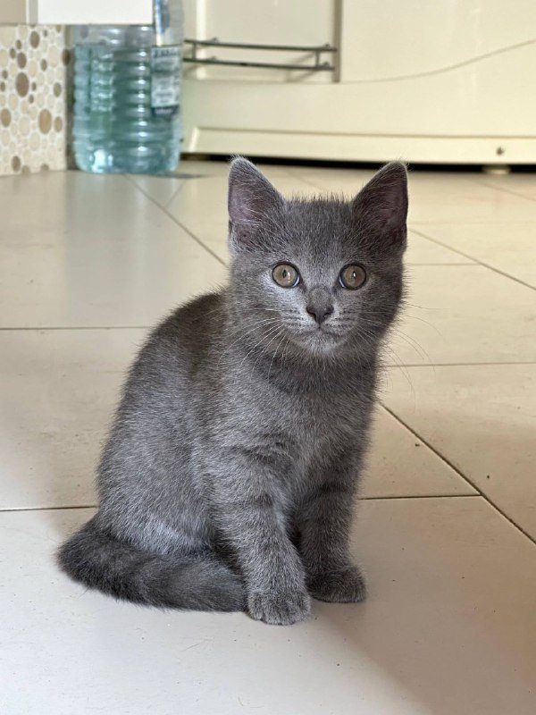 Котенок девочка британка 5