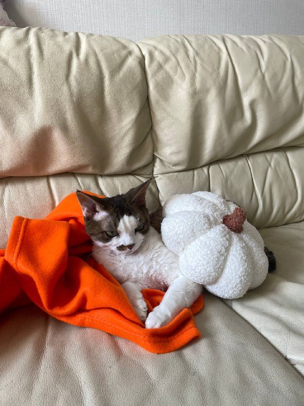 интерьерная подушка тыква 2