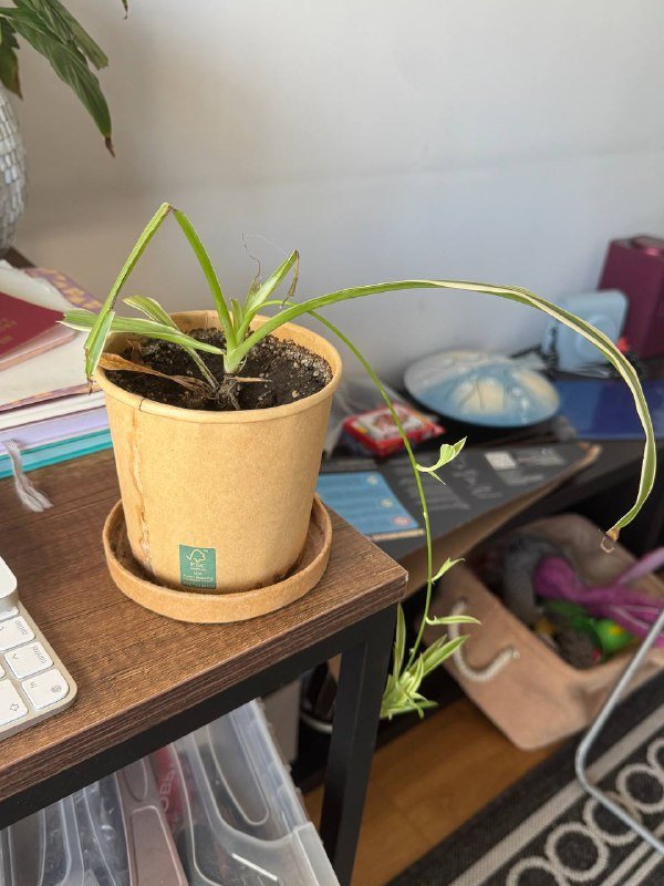 Цветы в горшках, Толстянка, Фикус, Спатифиллум, Алоэ, Бегония 9