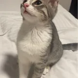 Кошечка 3