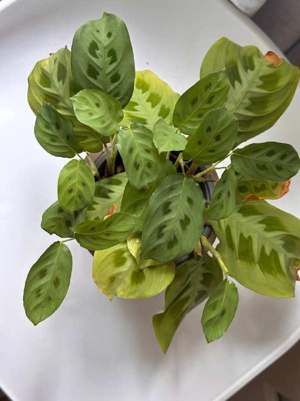 Пилея и Маранта комнатные цветы 4