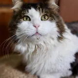 Кот 2