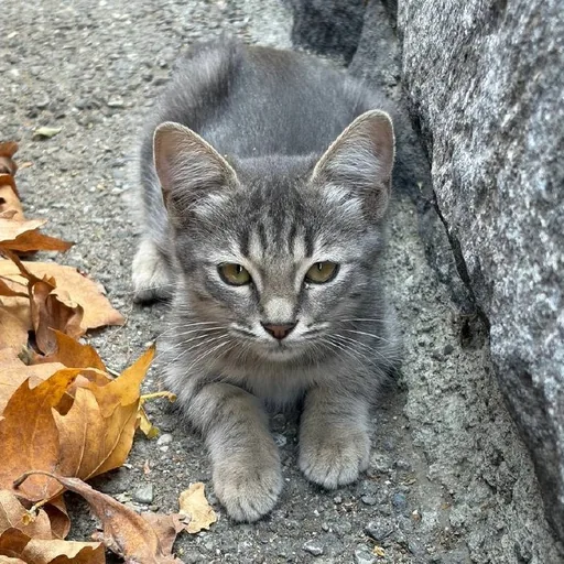 Котенок