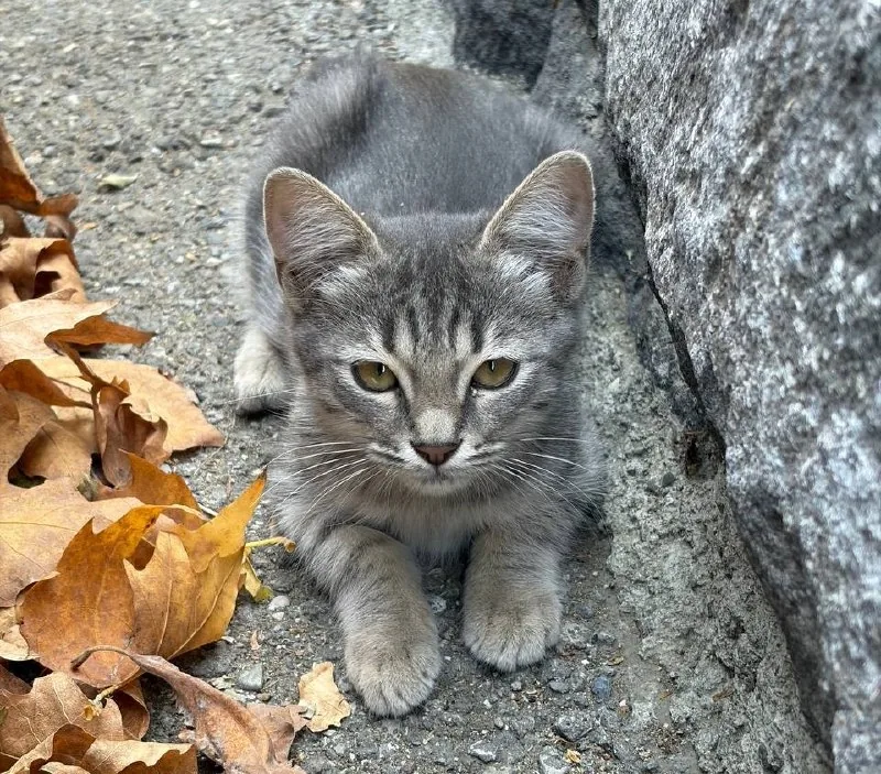 Котенок 1