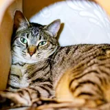 Котик Тео 2