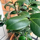 Фикус каучуконосный большой, фикус каучуконосный маленький, кустовая роза 5